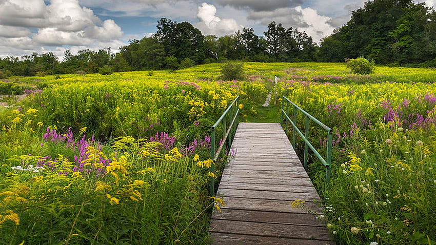 야생화, 코네티컷, 꽃, 구름, 풍경, 다리, 하늘, 미국의 여름 필드 HD 월페이퍼