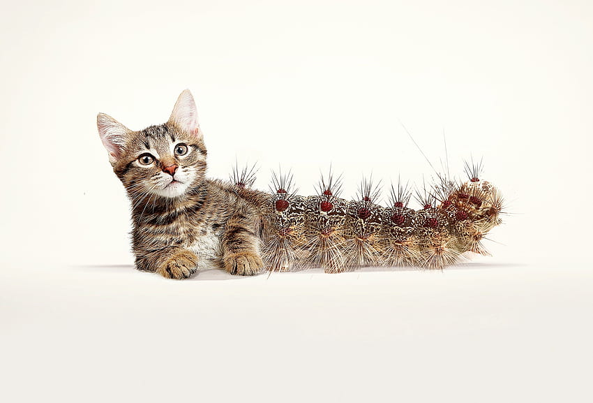 Cat-erpillar, pisica, zwierzę, gąsienica, kreatywny, biały, fantasy, kot, zabawny Tapeta HD