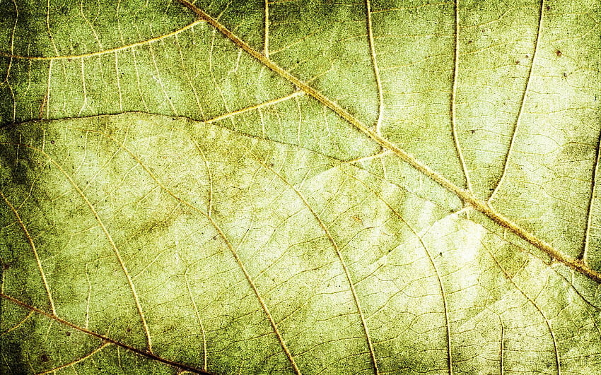 dry leaves texture, , macro, leaves, leaves texture, green leaves texture, green leaf, green leaves, leaf pattern, leaf textures for with resolution . High Quality HD wallpaper