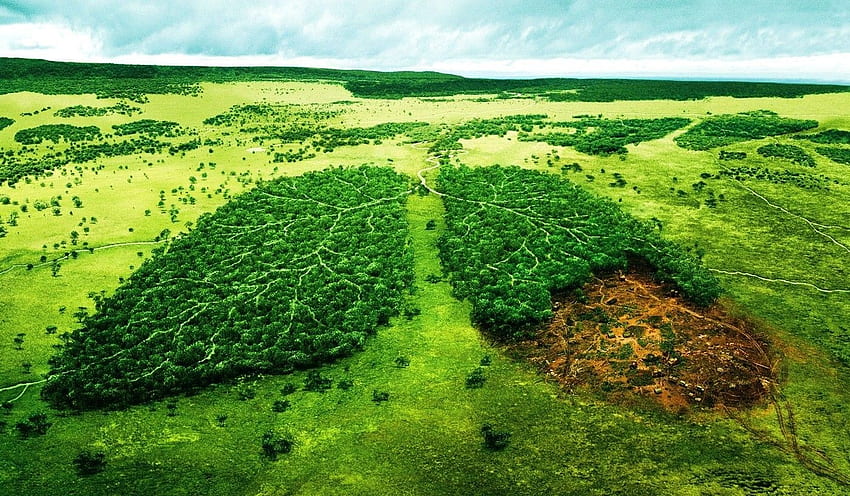 Misc: WWF Lungs Environmental Degradation Forest Green Nature HD wallpaper