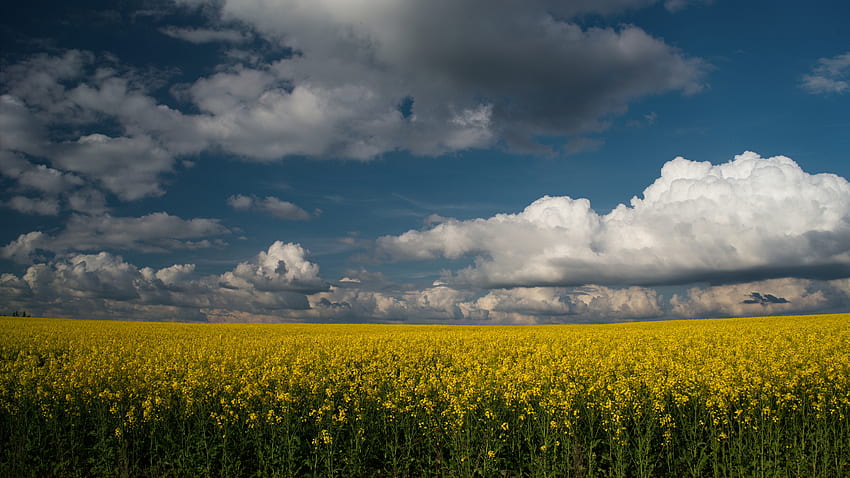 Bellissimo campo di fiori di colza gialla sotto le nuvole bianche cielo blu natura Sfondo HD