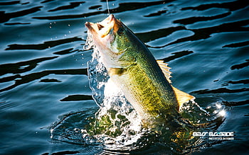 largemouth bass hd wallpaper for desktop