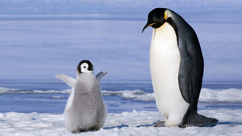 Cute Baby Animal, Cute Penguin Winter Animal HD wallpaper