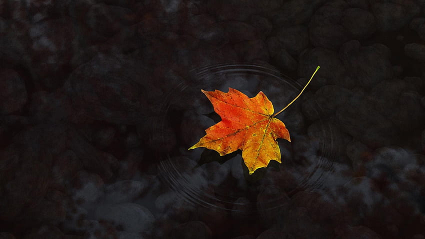 Maple Leaf - , High Definition, High, Maple Leaves HD wallpaper