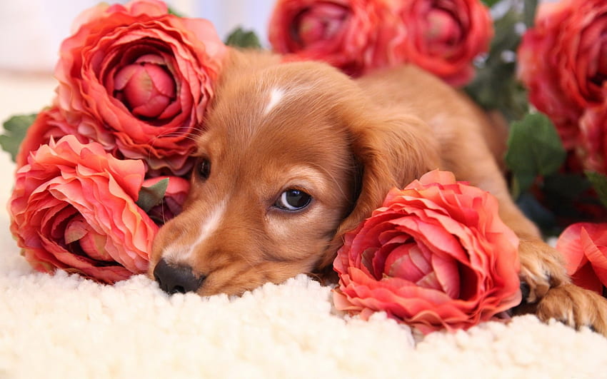 rose and puppy, puppy, muzzle, Dogs, red HD wallpaper