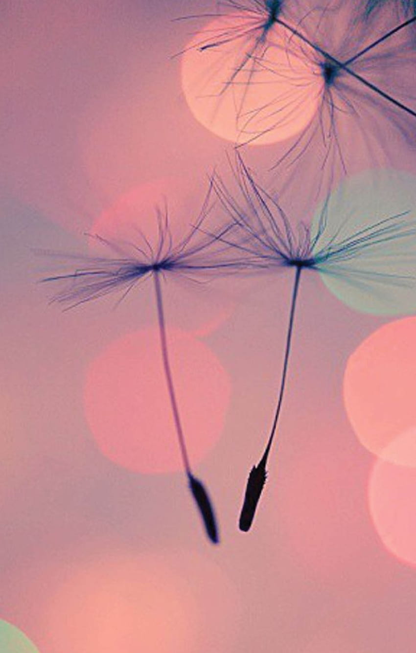 Dandelion For iPhone - & Background , Dandelion iPhone HD phone wallpaper