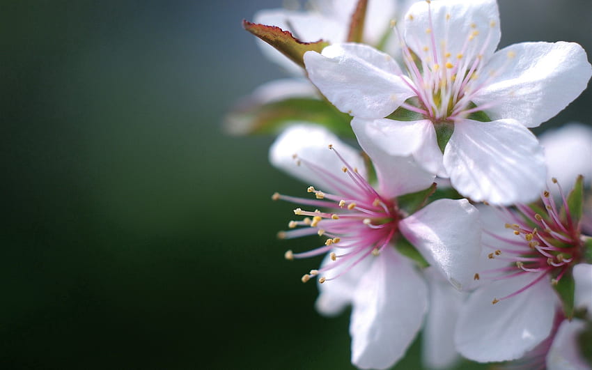 ดอกไม้ พืช มาโคร บลูม ออกดอก ฤดูใบไม้ผลิ วอลล์เปเปอร์ HD