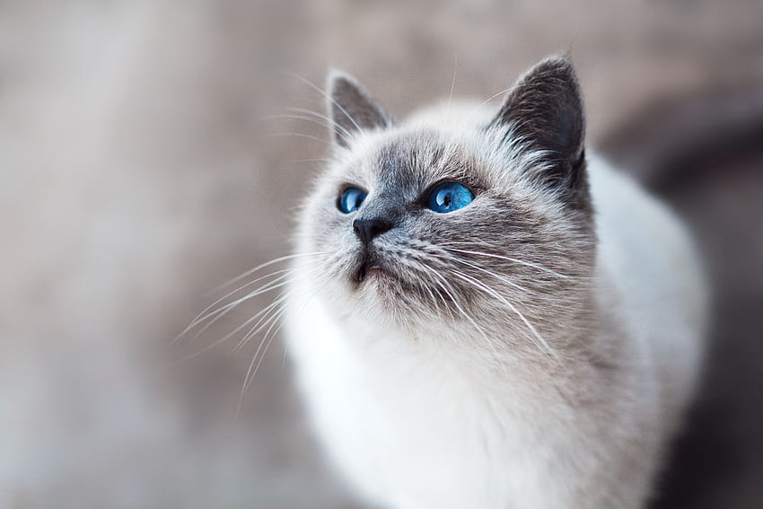 Tiere, Katze, Anblick, Meinung, Blauäugig, Blauäugig HD-Hintergrundbild