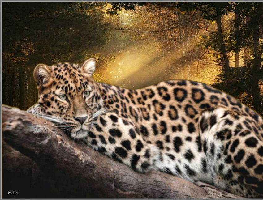 leopard resting, trees, leopard, forest, resting HD wallpaper