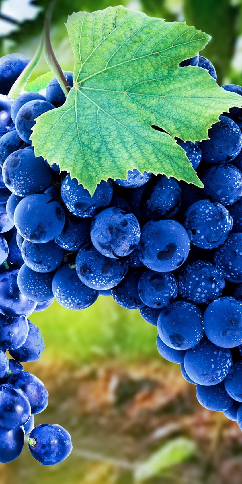 Uvas, azuis, frutas, amadurecem Papel de parede de celular HD
