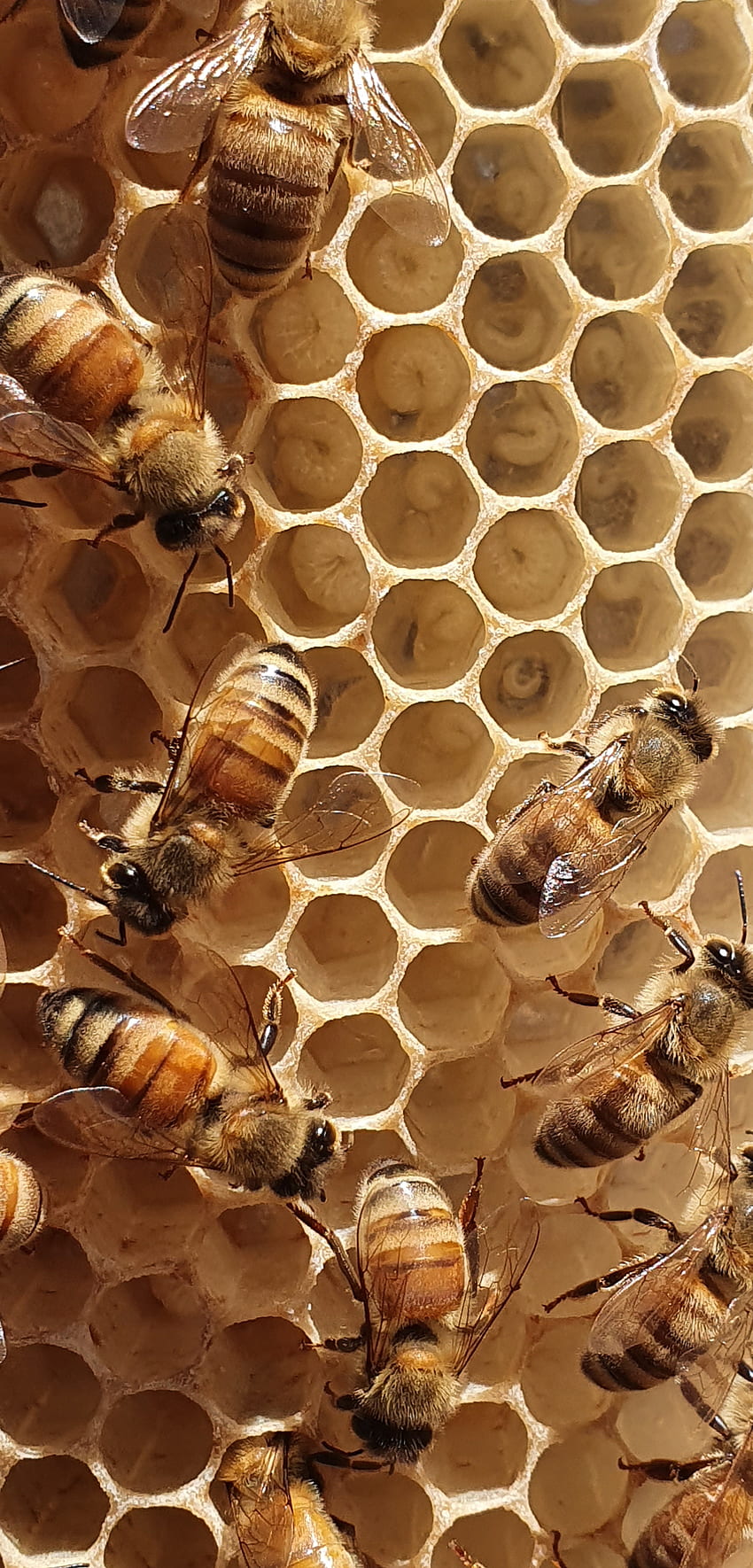 Bee brood, honeycomb, honey HD phone wallpaper