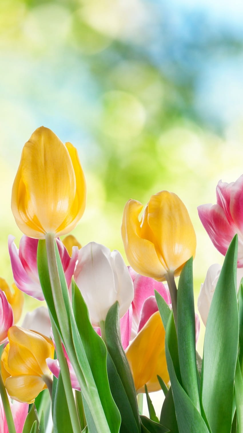 Mai Hintergrund, Tulpen, Blumengarten HD-Handy-Hintergrundbild