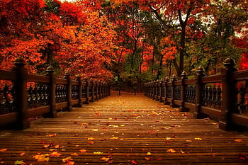 Beautiful fall backgrounds HD wallpapers | Pxfuel