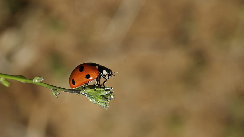 Grass, Sun, Macro, Ladybug, Ladybird, Bask HD wallpaper