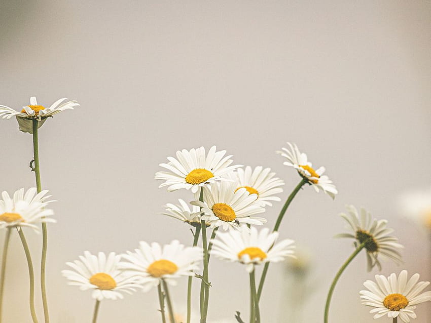 Daisy Desktop Wallpaper Images  Free Photos PNG Stickers Wallpapers   Backgrounds  rawpixel