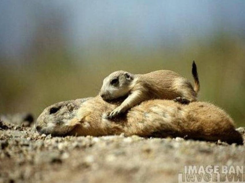 How Cute!, baby, prairie dog, ground, lying down HD wallpaper