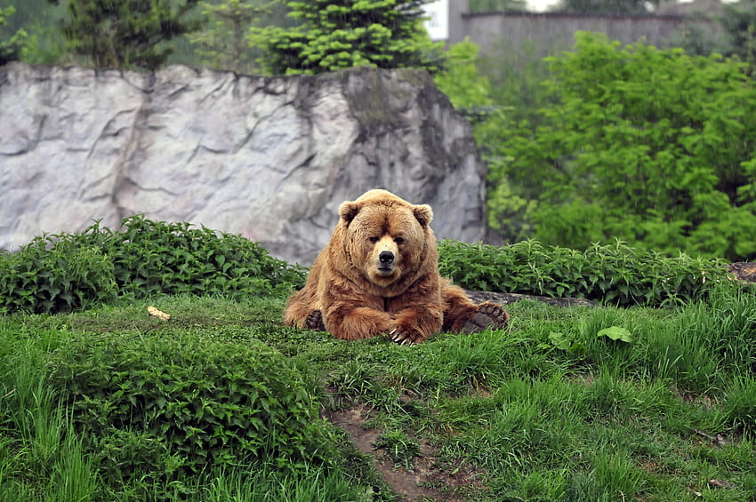 สัตว์ หญ้า นอนลง โกหก สีน้ำตาล หมี เย็น วอลล์เปเปอร์ HD