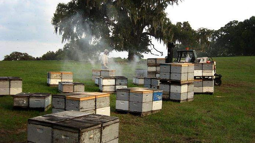 Pszczelarz z hrabstwa Pasco wie, dlaczego pszczoły giną, a rodziny pszczół upadają, pasieka Tapeta HD