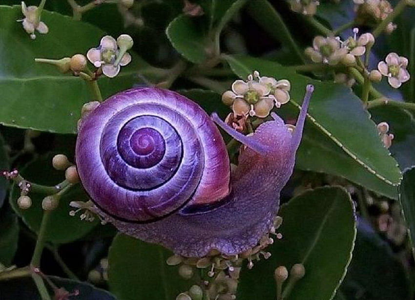 purple snail, purple, flowers, snail, animals HD wallpaper