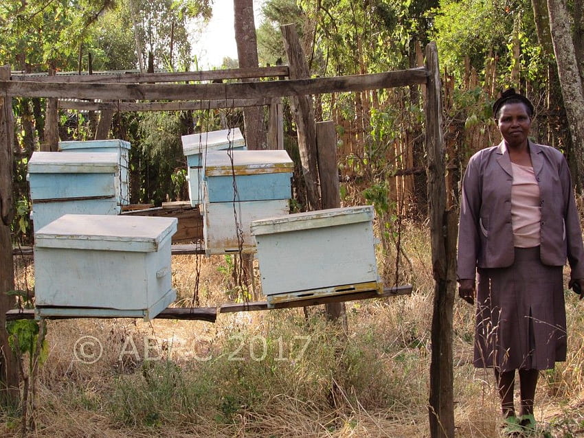 Bienenhaus in Kenia. Kenia, Landkreis Nakuru, Nakuru HD-Hintergrundbild