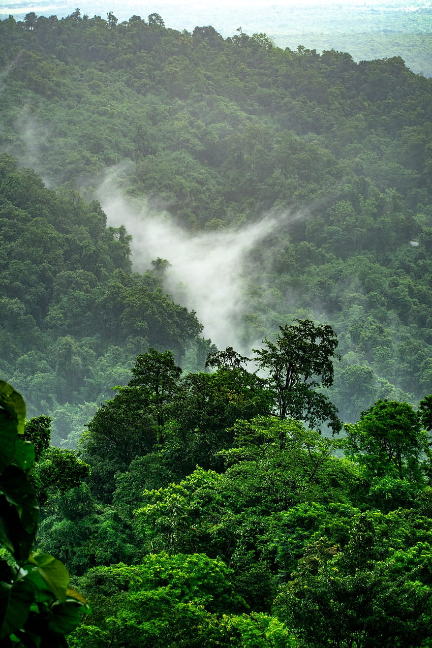 Dschungelhintergrund: Hintergrund, schöner Dschungel HD-Handy-Hintergrundbild