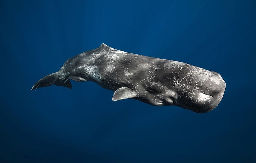 mammal, Sperm whale, the largest of the toothed whales, Physeter macrocephalus for , section животные HD wallpaper