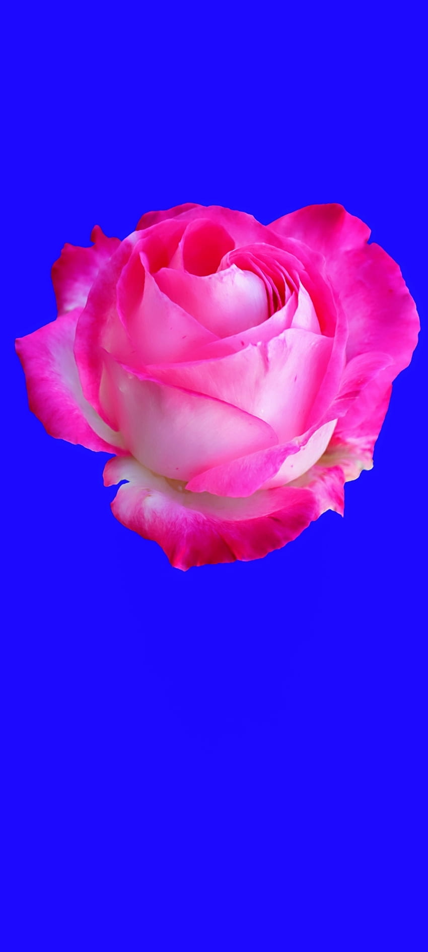 Wallpaper light pink, roses, bouquet desktop wallpaper, hd image, picture,  background, f4f057 | wallpapersmug