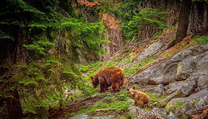 Brown Bears in Sequoia National Park HD wallpaper