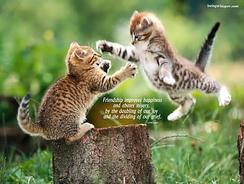 Cute animals with quotes HD wallpapers | Pxfuel