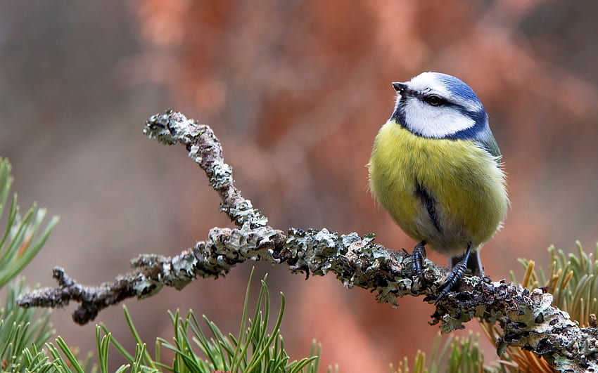 Am I cute?, blue tit, bird, yellow, autumn, cute, titmouse, pasari HD wallpaper
