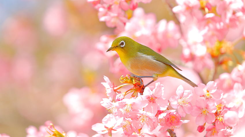 El pájaro verde japonés de ojos blancos se posa en la rama de un árbol de flores de cerezo de Sakura rosa en un borroso fondo de pantalla