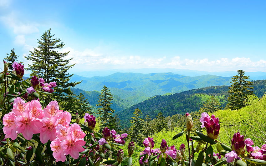 Lindas azáleas florescendo nas montanhas, colinas, prado, linda, montanha, verão, vegetação, céu, flores, azaléia, flores papel de parede HD