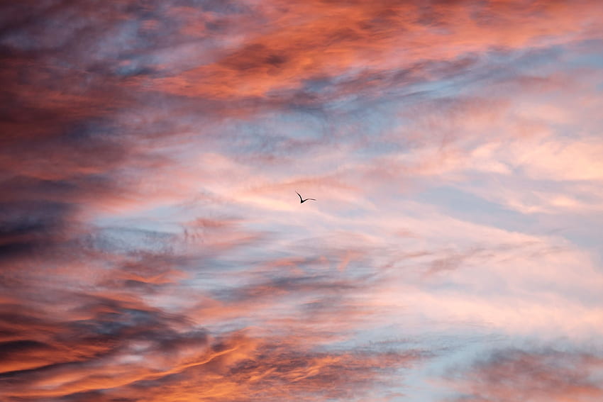 Nature, Sky, Clouds, Bird, Flight HD wallpaper
