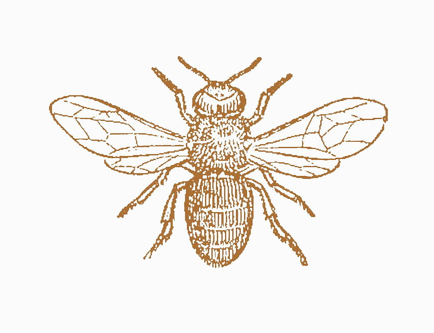 Vintage Biene ClipArt. Antik: Insekten-Clip-Art: Schwarz-Weiß-Darstellung einer Drohne. Bienenillustration, Bienenkunst, Bienenzeichnung HD-Hintergrundbild