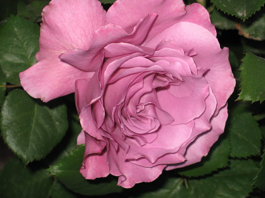 ยืนหยัดเพื่อสันติ งดงาม สวยงาม มหัศจรรย์ กุหลาบ ชมพู ดอกไม้ ความรัก ธรรมชาติ สันติ ตลอดไป วอลล์เปเปอร์ HD