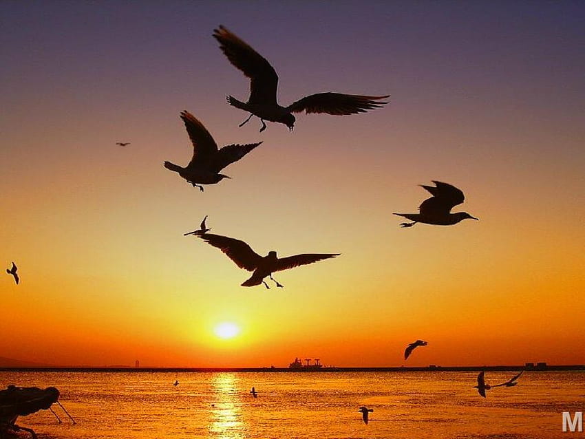 seagull sunset ,istanbul, turkey, seagull, istanbul, sunset HD wallpaper