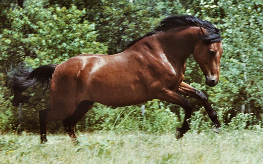 ワーキング・イット・オフ - Horse 2, animal, horse, wide screen, graphics, equine, bay, , energy 高画質の壁紙