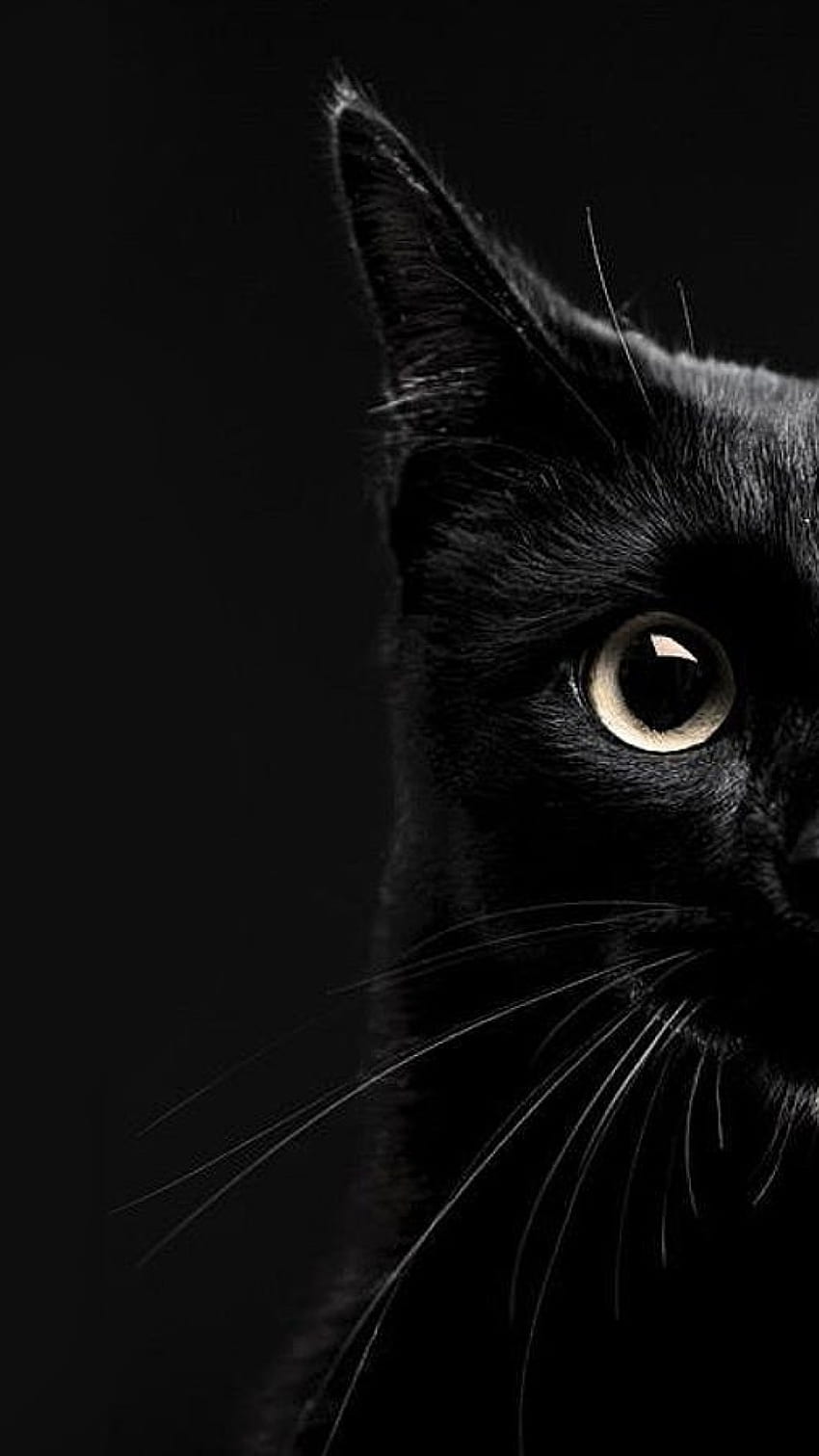 Black Cat IPhone ( px,  Mb), Black Cat 3D HD phone wallpaper | Pxfuel