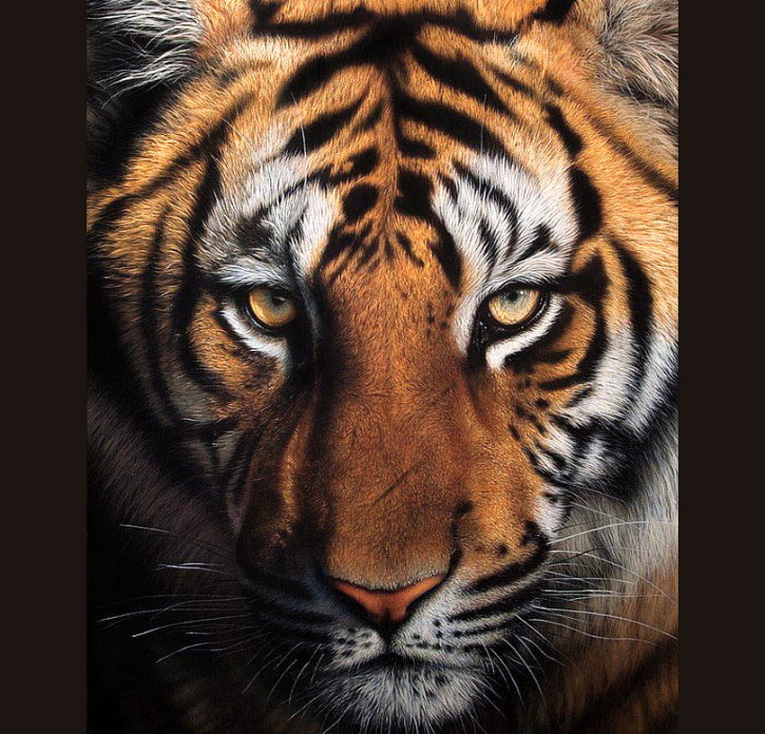 Occhi di tigre, strisce, occhi gialli, bianco, nero, tigre, cacciatore, oro Sfondo HD
