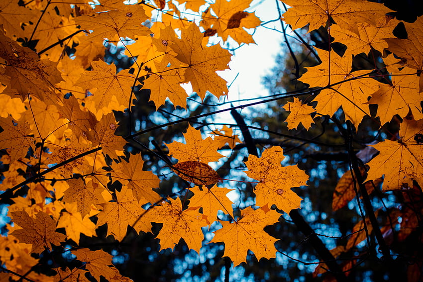 Nature, Autumn, Leaves, Branches, Maple HD wallpaper