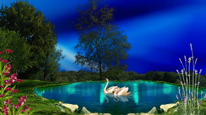 ~*~ Pareja romántica de cisnes ~*~, , pareja romántica, cisne, romántico, lago fondo de pantalla