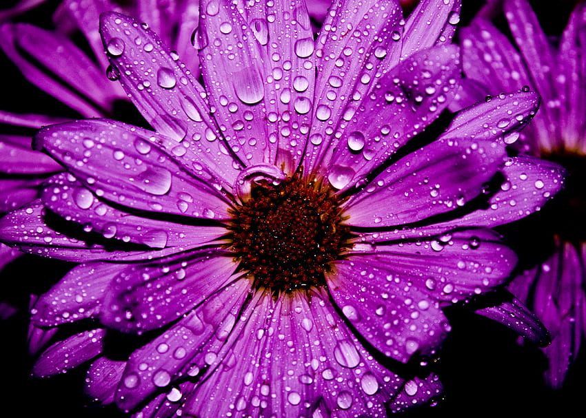 Tetes ..., ungu, kelopak, tetes, indah, alam, bunga, indah, cantik Wallpaper HD