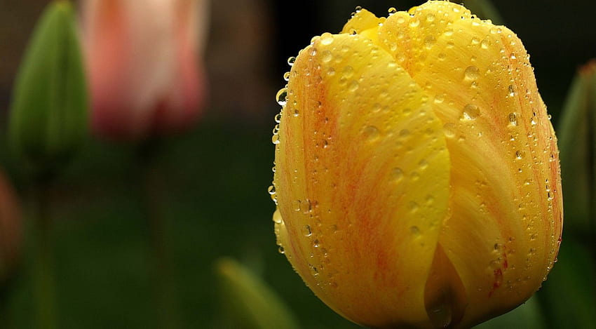 Tulipani, gocce, bagnati, fiori Sfondo HD