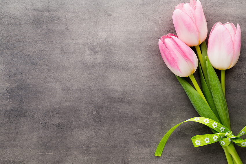 Pink Tulips สีชมพู ช่อดอกไม้ เป็นดอกทิวลิป วอลล์เปเปอร์ HD