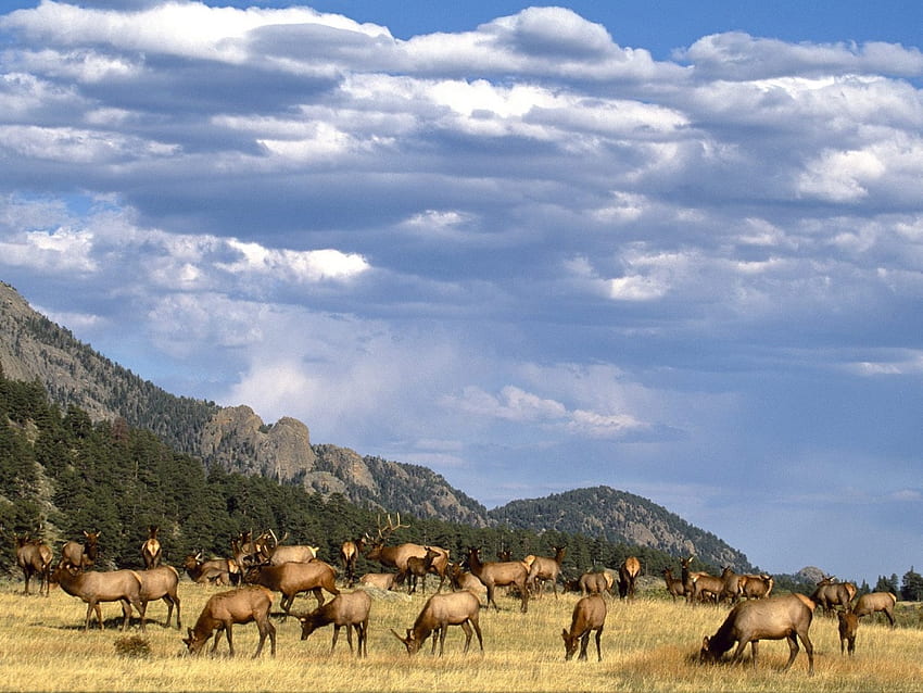 elk herd , cattles HD wallpaper