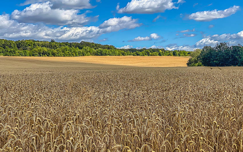 Campo di grano, nuvole, natura, campo Sfondo HD