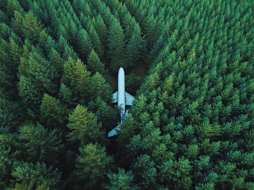 Trees, View From Above, , , Plane, Airplane HD wallpaper