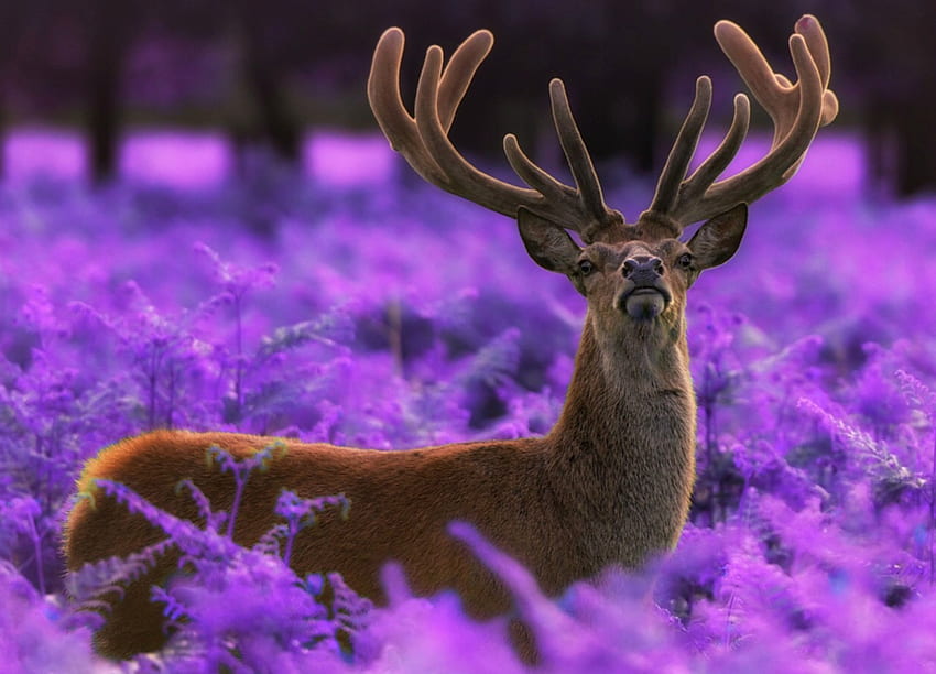 Deer, animal, purple, pink, max ellis, horns, flower HD wallpaper