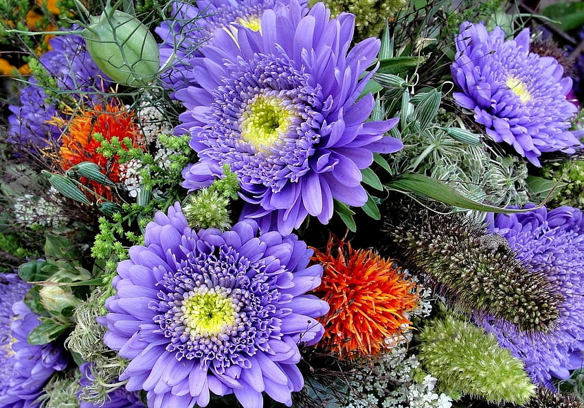 Blumen, hell, Nahaufnahme, Blumenstrauß, Astern HD-Hintergrundbild
