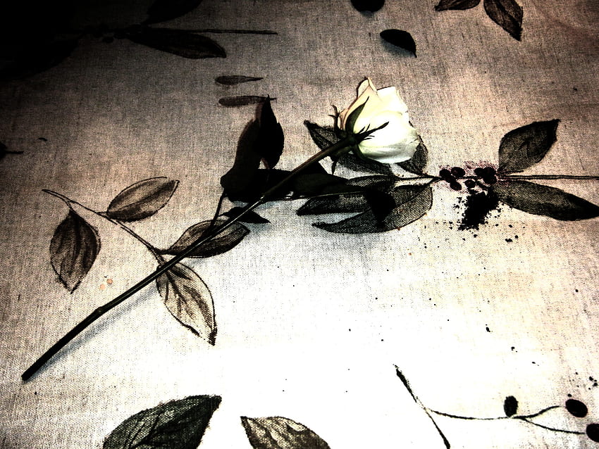 Lone Rose, rose, rose, blanc Fond d'écran HD